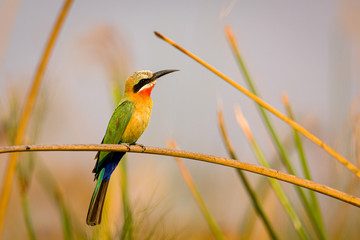 White fronted bee eater