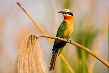 White fronted bee eater