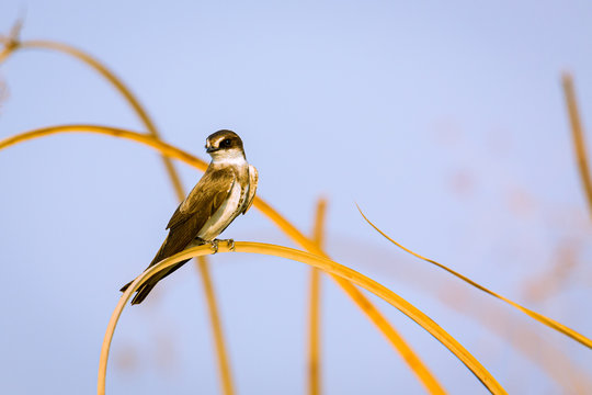 Brown Throated Martin