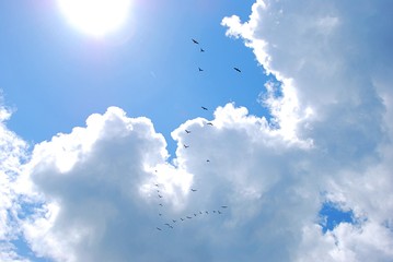 Birds migration. Birds flying to the sun in the cloudy sky. Birds silhouette in the blue sky.