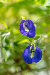 Butterfly pea flower and green leaf in the morning.