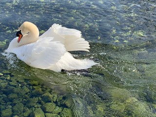swan on lake