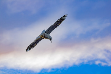 seagull in the sky