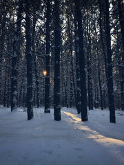 forest in winter