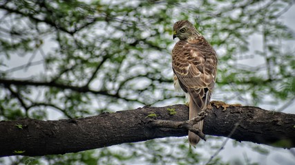 Image of the Hawk sitting on a tree. 