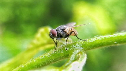 Image of a fly sitting on a leaf. 