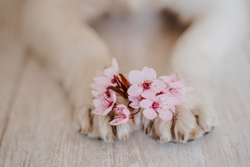 close up view of dog paws with a bunch of almond tree flowers. springtime concept