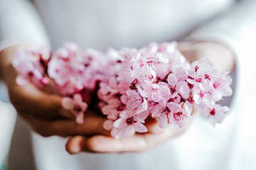 unrecognizable woman holding a bouquet of almond tree flowers indoors. pink blossom. Springtime concept