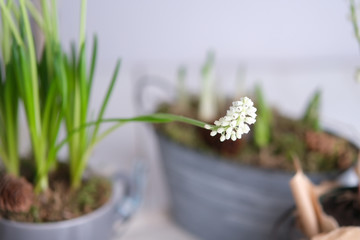 Sprig of white Muscari flower
