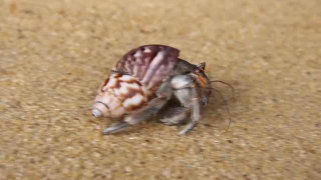 Hermit or diogenes crab in a beautiful gastropod shell as dwelling with water. Posibly from genus Coenobita