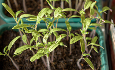 Tomatenjungpflanzen