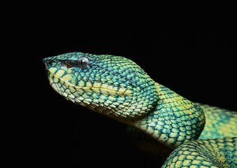 viper snake animal wild colorfull