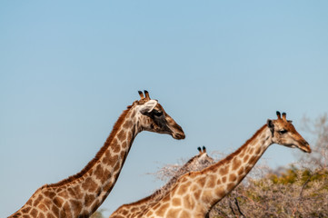 Angolan Giraffes - Giraffa giraffa angolensis-walking through the bushed of Etosha National Park, Namibia