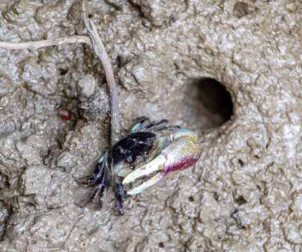 A Crab Crawling From A Hole In The Mud On The Coast.