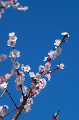 梅の花と青空