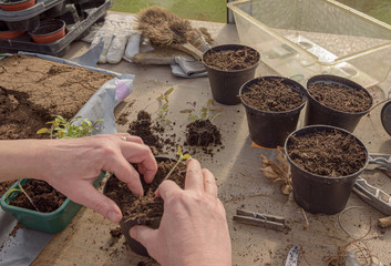Tomatenpflanzen pikieren