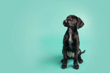 Adorable Black Puppy with White Space on Colored Blue Background