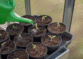 angießen pikierter Tomatenpflanzen