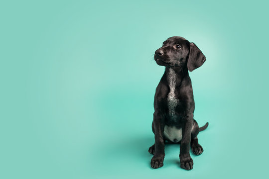 Adorable Black Puppy with White Space on Colored Blue Background