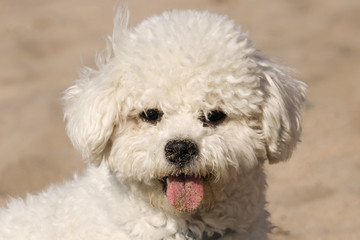 Small white dog breed Bichon Frize close-up muzzle in the sand plays on the beach