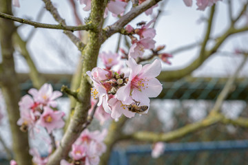Mandelblüte