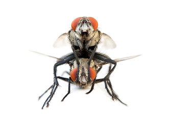 A pair of house flies copulate isolated on a white background, macro front view. Couple of flies is...
