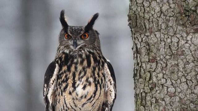 Eurasian Eagle Owl (Bubo Bubo) sitting on a branch and looking around.