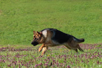Deutscher Schäferhund