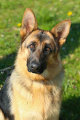 Deutscher Schäferhund