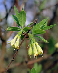  honeysuckle