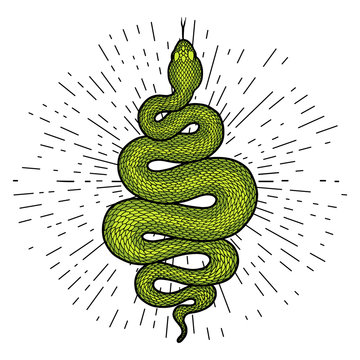 Coiled snake detailed illustration