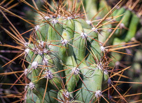 Cereus Hildmannianus Details