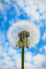 White dandelion seed head on cloudy sky background, selective focus.