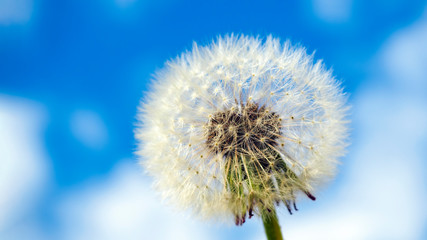 Close-up of dandelion seed head on blue sky background, selective focus, copy space.