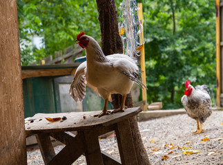 in the farm yard chicken date with a cock