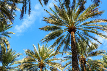 Upward view of date palm trees against blue sky background. Copy space.