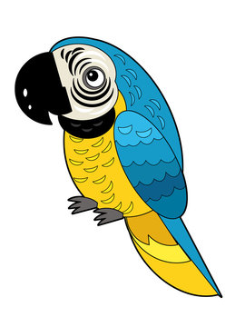 recommend clip art: Cartoon american animal bird parrot on white background illustration