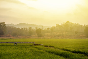 The green rice field landscape photo with the light flare in the morning or evening in the rainy season. 