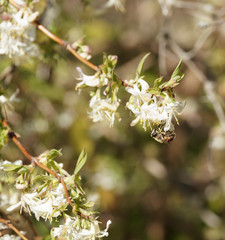Chèvrefeuille d'hiver (Lonicera fragrantissima) visitée par une abeille attirée par le nectar...