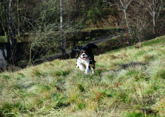 dog among the meadows