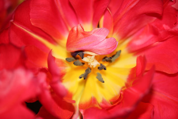 Obraz na płótnie Canvas Bouquet of pink tulips, flower petals in spring.
