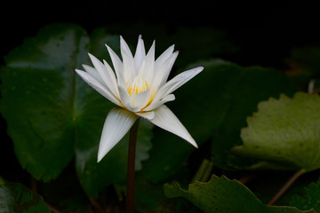 Beautiful yellow lotus in the pond