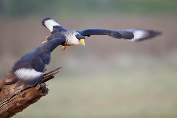 Northern Crested Caracara (Caracara cheriway) flying, Texas, USA