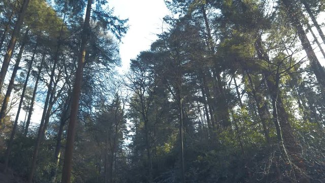 Sunlight in tree canopy with wind gently stirring branches