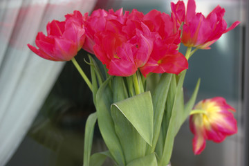 Bouquet of pink tulips, flower petals in spring.