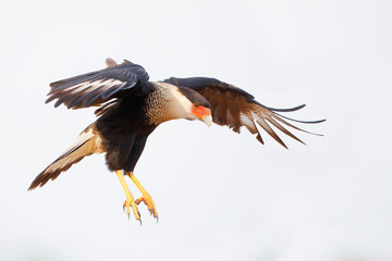 Northern Crested Caracara (Caracara cheriway) flying, Texas, USA