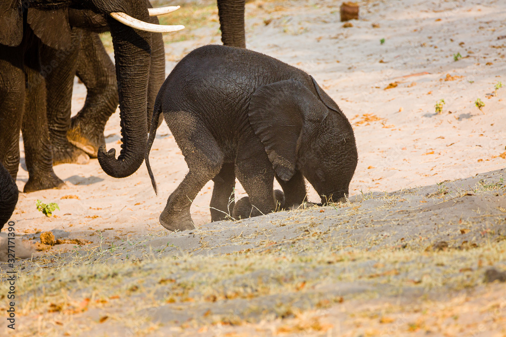 Poster Elefant