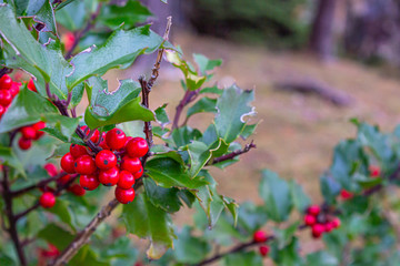Holly bush with green leaves and red berries found in Lysefjord, Norway.
