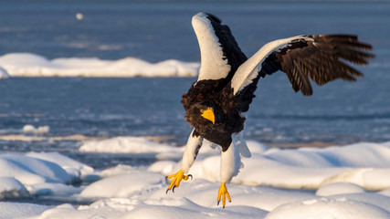 オオワシ　流氷