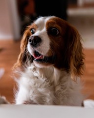 open mouth cavalier dog